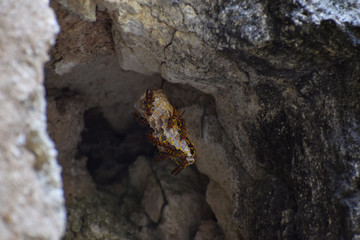Wasp honeycombs in a cave with wasps