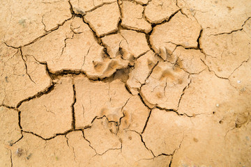 Traces of dog paws on dry soil. Drought with cracks on the ground. Dry soil on a hot day.