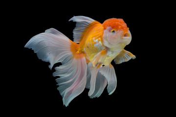 goldfish isolated on black background.