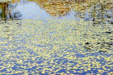 福島県裏磐梯の秋