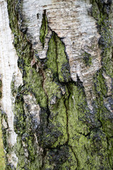 Tree bark texture with moss and lichen growing on its surface