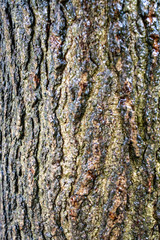 Tree bark texture with moss and lichen growing on its surface