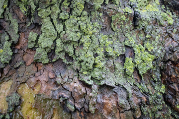 Tree bark texture with moss and lichen growing on its surface