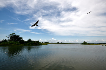bird in flight