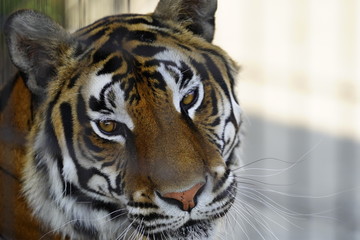 Beautiful Bengal tiger 