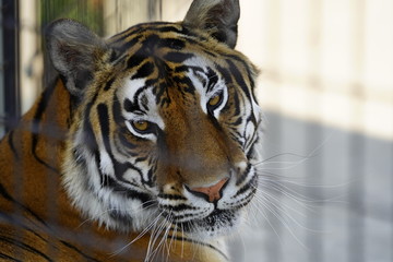 Beautiful Bengal tiger 