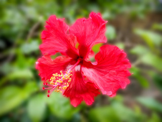 Obraz premium Red hibiscus flower with green blur background