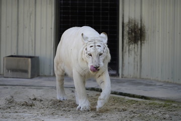 Beautiful white tiger cat, animal, zoo, wild, lion, wildlife, mammal, feline, predator, nature,...