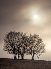 Fototapeta na wymiar Trees In Morning Mist