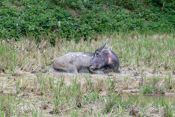 Boss of the rice field, Water buffalo relaxing in  rice paddy of Tana Toraja, Sulawesi, Indonesia