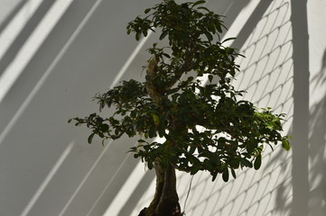 bonsai