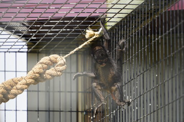 Cute family of monkeys playing around