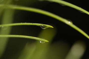 Close-up of a drop of water in the morning after a rain. Blurred Background & Textures