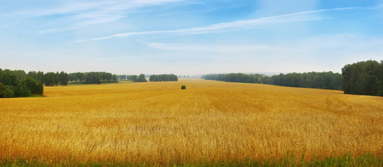 Beautiful landscape with panoramic scenery of golden agricultural field with ripe wheat and blue sky in a sunny day