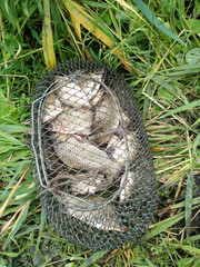 Steel basketlike cage with fresh catched crucians lies on grass
