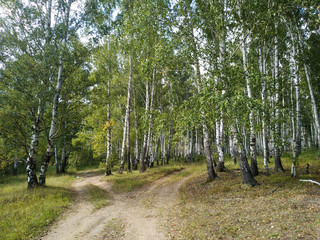 Scenery of a dirt road fork in a birch forest in a sunny summer day