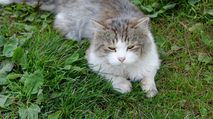 cat in grass