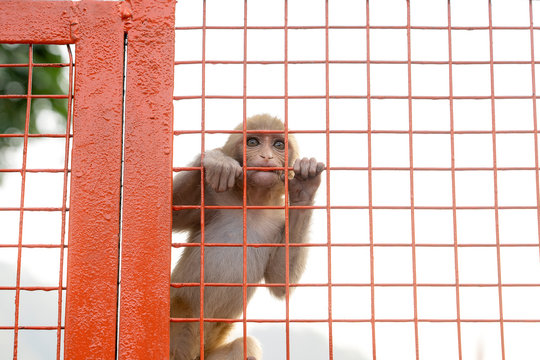 Baby monkey sitting on the fence of the bridge, Rishikesh, India.