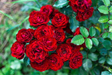 Beautiful red tea roses in the garden close-up, natural floral background