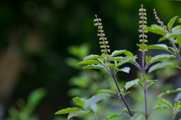 Holy basil tree