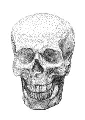 Skull full face from digital dots on white background. Pointillism