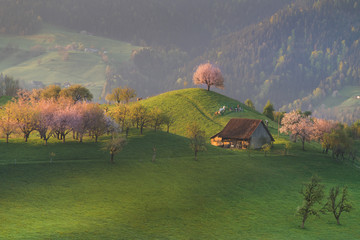 Trees in rolling landscape,Hirzel Switzerland