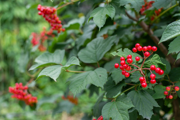 Obraz premium The ripening of red viburnum in the garden, young bush viburnum