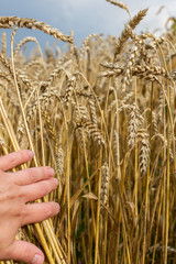 Farmer checks the quality of wheat ears, field with young ears of wheat close up on a rainy day, cereals, agriculture