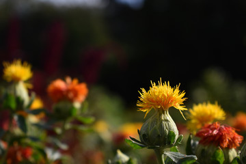 Fototapeta premium yellow flowers in the garden