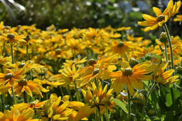 yellow flowers in garden
