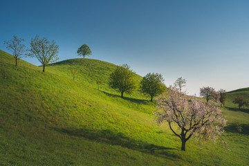 Obraz premium Trees in rolling landscape,Hirzel Switzerland