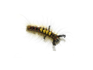 The rusty tussock moth caterpillar Orgyia antiqua isolated on white