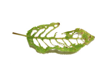 Naklejka premium Holes in leaves from bird cherry tree damaged by pest insects