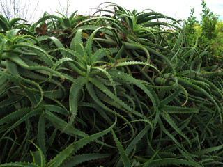Summer park, walk, tourism. Cacti, thorns.