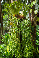 Staghorn ferns in the forest, Green leaf pattern
