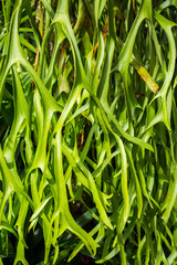 Staghorn ferns in the forest, Green leaf pattern