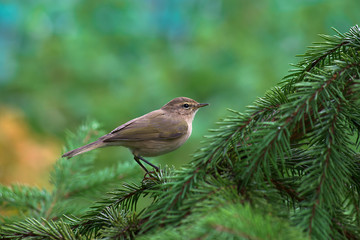The Chiffchaff