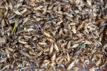 Deep fried Cicada is one of the normal traditional local Thai food in Thailand.