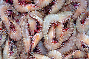 Sea fresh shrimps at street market in Thailand. Seafood concept.