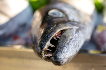 Close up on barracuda teeth. Sea fresh fish barracuda at street food market . Seafood concept. Raw barracuda for cooking