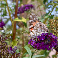 Painted Lady Butterfly in a garden