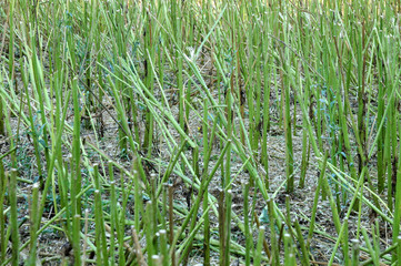 Obraz premium view into harvested oilseed rape field with cut stems