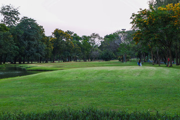 Fototapeta premium Green grass in city public park