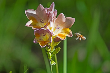 Bee and freesia