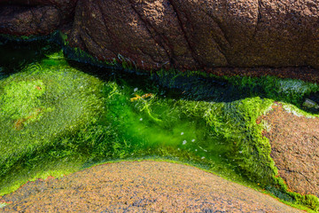 Granite pink boulders and green algae on the coast near Plumanakh..  Pink Granite Beach is a unique place in Brittany. France