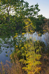 Lush vegetation on the both banks of the Napa river in California