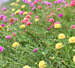 beautiful common purslane flower in fresh garden
