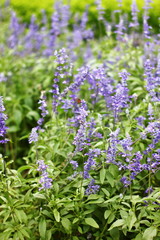 field with many flowers of purple lavender