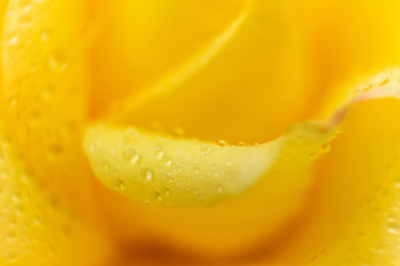 Yellow rose close-up, macro photo. Background flower image, the beauty of nature. The concept of Valentine's Day, Women's Day...