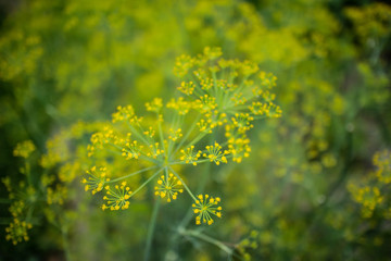 Dill flowers close-up on the garden bed. The concept of growing herbs, spices. Floral umbrellas.